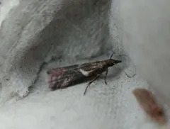 Crescent-winged Caudellia Moth thumbnail 2