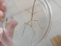 Prairie Walkingstick thumbnail 1
