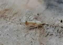 Ossiannilssonola appendiculata thumbnail 3