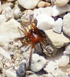 Gnaphosa sericata thumbnail 1