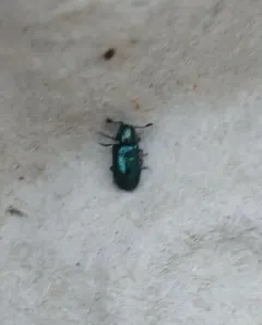 Violet Checkered Beetle thumbnail 2