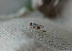 Neodexiopsis calopyga thumbnail 3