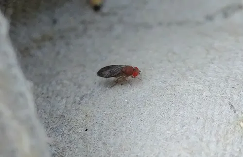 Cladochaeta inversa
