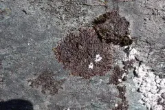 Warty Camouflage Lichen thumbnail 2