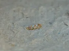 Erythroneura delicata thumbnail 3