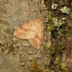 Northern Thallophaga thumbnail 3