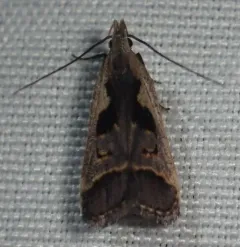 Bilobed Dichomeris Moth thumbnail 4
