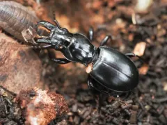 Straight-jawed Pedunculate Ground Beetle thumbnail 3