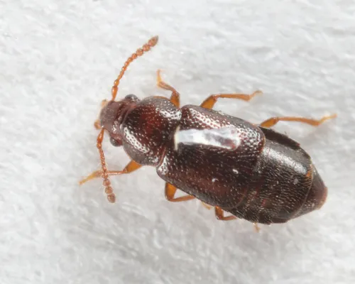 Pycnoglypta campbelli