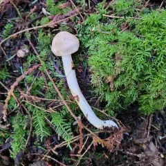 Spotted Collybia thumbnail 2