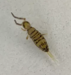 Entomobrya multifasciata thumbnail 3