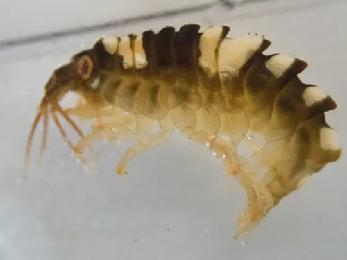Gammarellus homari