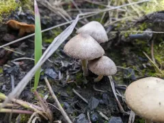 Psathyrella pennata thumbnail 3
