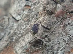 Myiomma cixiiforme thumbnail 3