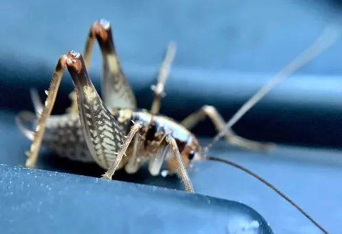 Ceuthophilus divergens