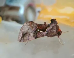 Pink-washed Looper Moth thumbnail 3