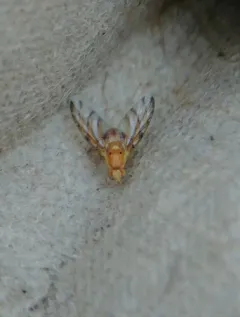 Tomoplagia obliqua thumbnail 2