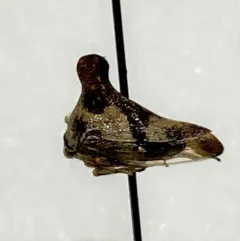 Quince Treehopper thumbnail 4