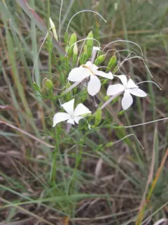 Flaxflowered Ipomopsis thumbnail 2