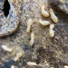 Eastern Subterranean Termite thumbnail 3