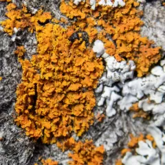 Bare-bottomed Sunburst Lichen thumbnail 2