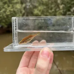 Brook Stickleback thumbnail 4
