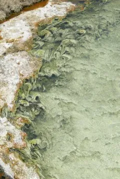 Chloroflexus aurantiacus thumbnail 4