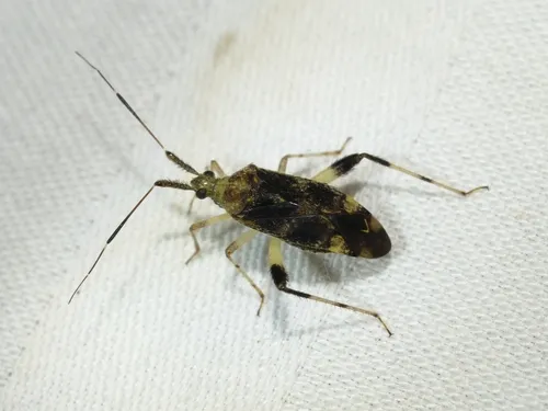 Neurocolpus jessiae