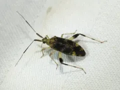 Neurocolpus jessiae thumbnail 1