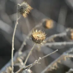 cotton thistle thumbnail 3