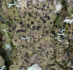 Comet-spored lichen thumbnail 4