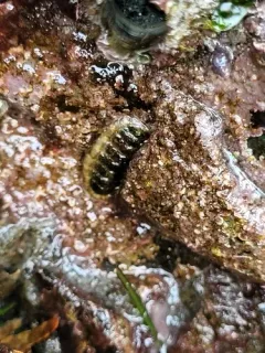 Cyanoplax fernaldi thumbnail 3