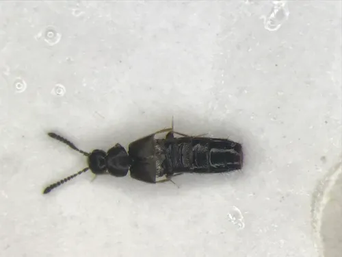 Atheta hampshirensis