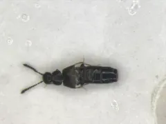 Atheta hampshirensis thumbnail 1