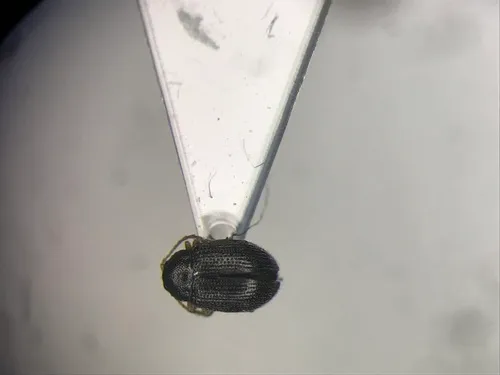 Epitrix pubescens