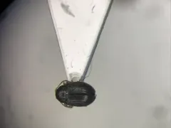 Epitrix pubescens thumbnail 1