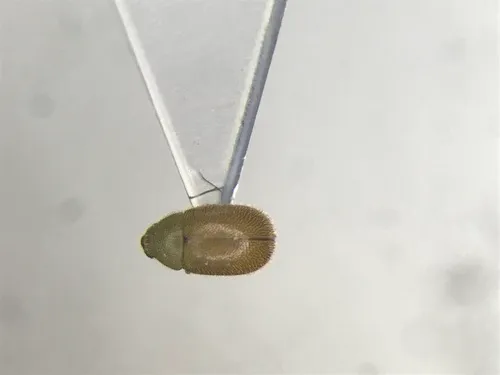 Malacocis brevicollis