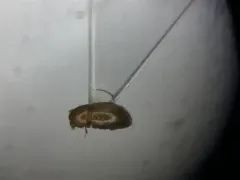Octotemnus glabriculus thumbnail 1