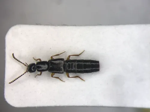 Gabrius fallaciosus