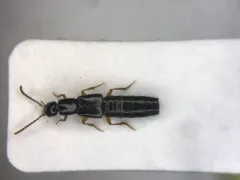 Gabrius fallaciosus thumbnail 1