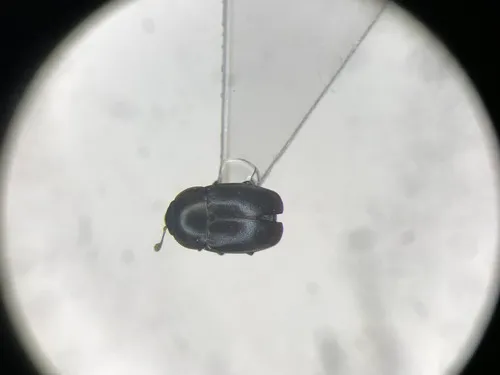 Brassicogethes simplipes