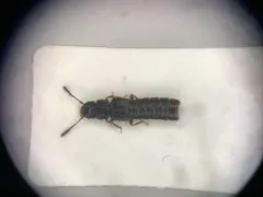 Anotylus rugosus thumbnail 1