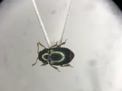Heterhelus abdominalis thumbnail 1
