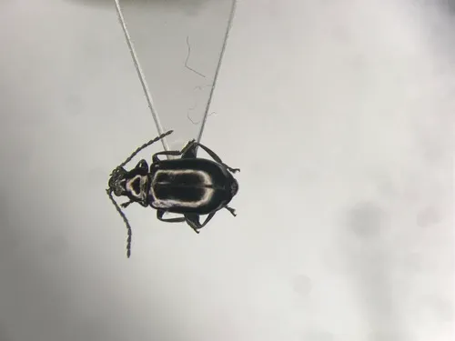 Altica corni