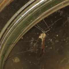 Cramptonomyia spenceri thumbnail 2