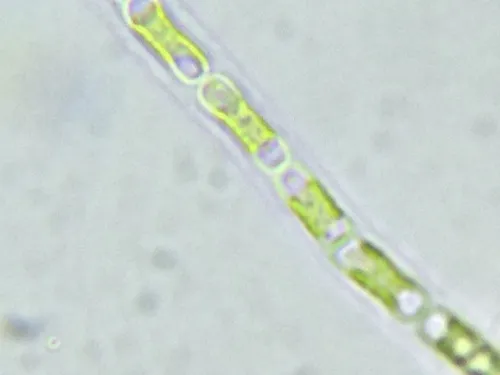 Geminella mutabilis