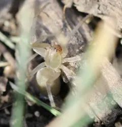 Agrarian Sac Spider thumbnail 2