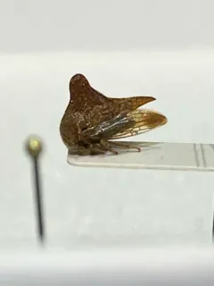 Palonica pyramidata thumbnail 2