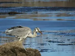 Grey Heron thumbnail 5
