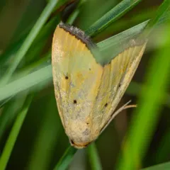 Black-bordered Lemon Moth thumbnail 4